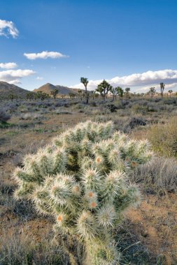 Joshua Tree Ulusal Parkı 'ndaki çöl otlaklarında yetişen Joshua ağacı.