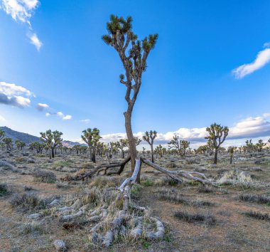 Joshua Tree California 'da yer alan Joshua ağacı manzaralı mavi gökyüzü arka planına sahip