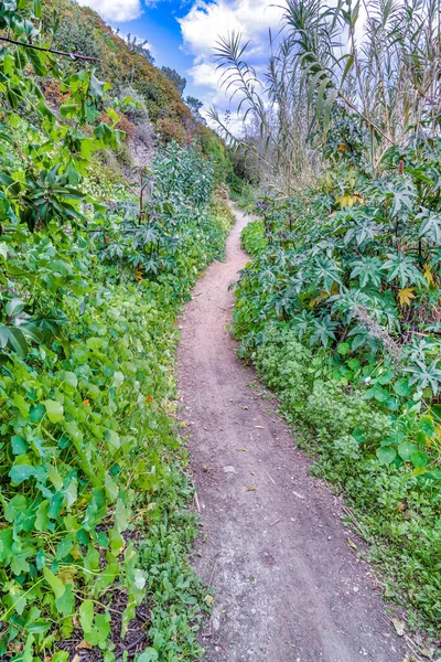 Narrow dirt pathway trail amidst green plants in the mountain of San Diego CA — Stok fotoğraf