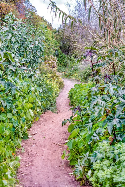 Narrow hiking trail amidst green leaves of plants in the forest of San Diego CA — Stok fotoğraf