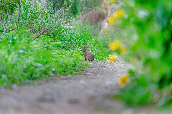 Pequeno animal cinzento em uma trilha de caminhada de terra na floresta de San Diego Califórnia — Fotografia de Stock