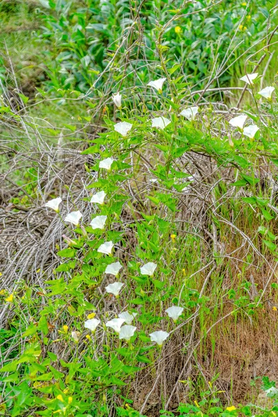 Hojas verdes silvestres con delicadas flores blancas en el bosque de San Diego California — Foto de Stock