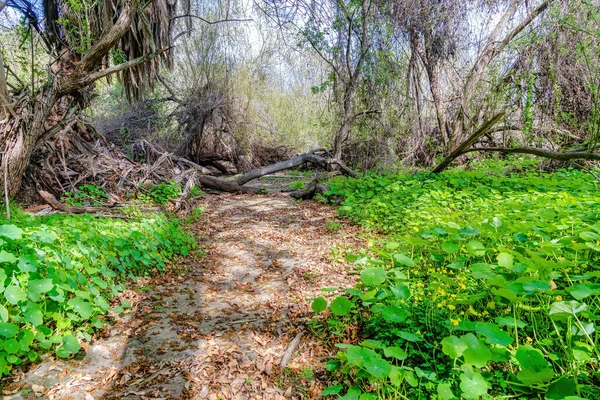 Journée ensoleillée dans la forêt de San Diego en Californie avec sentier couvert de feuilles brunes — Photo