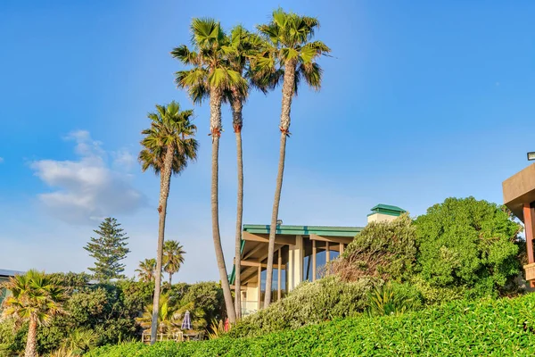 Houses amidst palm trees and foliage against blue sky in san Diego California — Stock Photo, Image