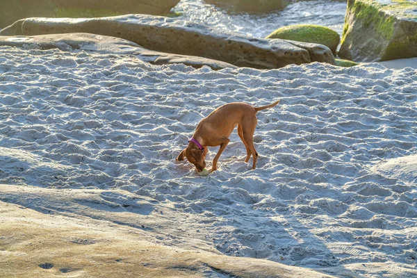 Brown dog at the shore of a beach in San Diego California on a sunny day — Stock Photo, Image