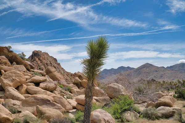 Joshua tree plant with brown trunk and green leaves at Joshua Tree National Park — Stock Photo, Image