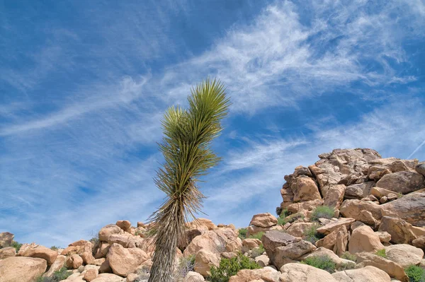 Joshua drzewo roślina i wielkie skały w Joshua Tree National Park w Kalifornii — Zdjęcie stockowe