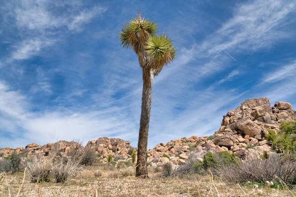 Joshua Tree National Park ve con Joshua árbol planta contra el cielo azul nublado — Foto de Stock