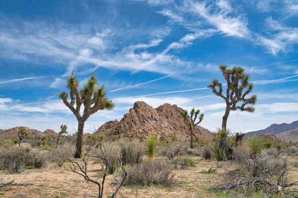 Joshua Tree National Park in California with Joshua tree plants against blue sky — Stock Photo, Image