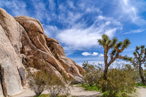 Каліфорнійський пейзаж з деревами Джошуа та кам "янистим утворенням. — стокове фото