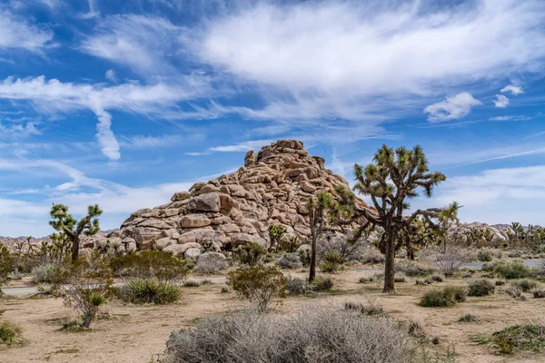 Каліфорнійська пустеля Джошуа з деревами Джошуа і дивовижними скелями. — стокове фото