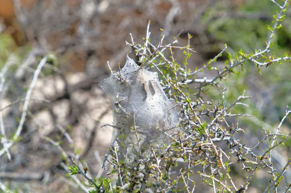 Caterpillars with silk tent built on a host plant at Joshua Tree National Park — Stock Photo, Image