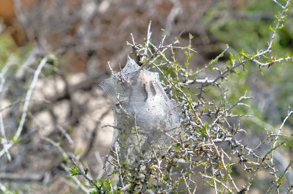 Bruchi con tenda di seta costruita su una pianta ospite al Joshua Tree National Park — Foto Stock