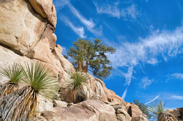 Rock formations with plants trees and blue sky at Joshua Tree National Park — Stock Photo, Image