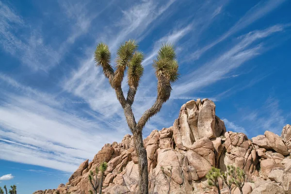 Joshua drzewo lub palma Yuccas przeciwko ogromnym skałom w Joshua Tree National Park — Zdjęcie stockowe