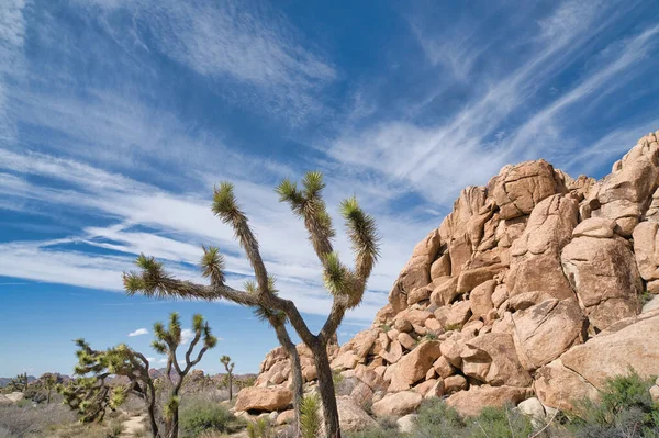 Tree yuccas or Joshua trees at Joshua Tree National Park in California desert — Stock Photo, Image