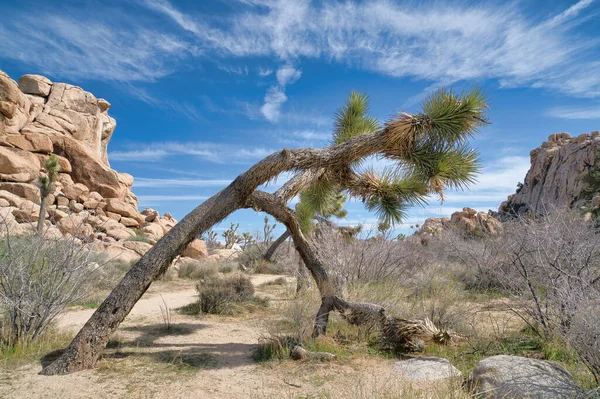 Joshua tree with green shaggy leaves and bent trunk at Joshua Tree National Park — Stock Photo, Image