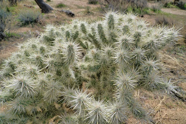 Närbild av en anläggning vid Joshua Tree National Park i Kalifornien öken landskap — Stockfoto