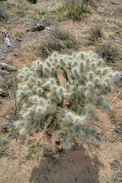 Νεαρό φυτό δέντρο Joshua στο Εθνικό Πάρκο Joshua Tree δει σε μια ηλιόλουστη μέρα — Φωτογραφία Αρχείου