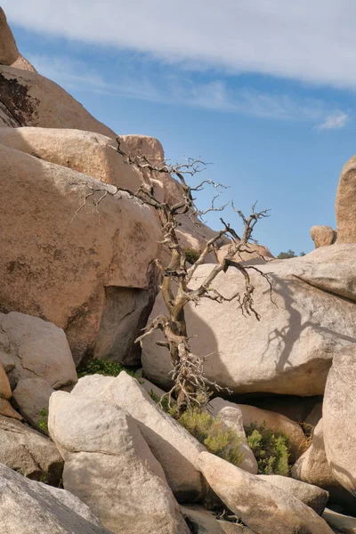 Martwe drzewo i skały na pustyni przeciwko błękitnemu niebu w Parku Narodowym Joshua Tree — Zdjęcie stockowe