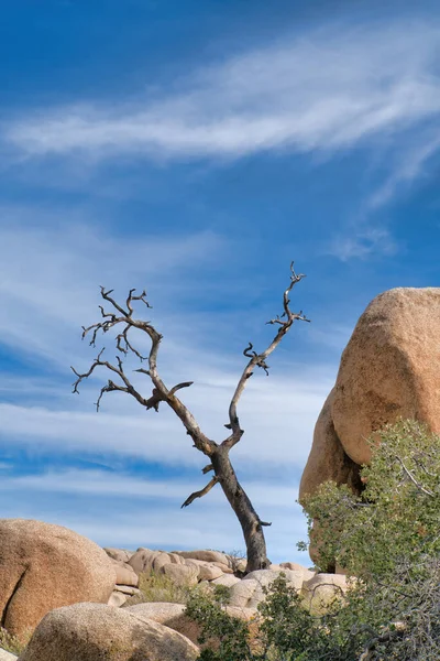Suche martwe drzewo i skały w słoneczny dzień w Joshua Tree National Park California — Zdjęcie stockowe