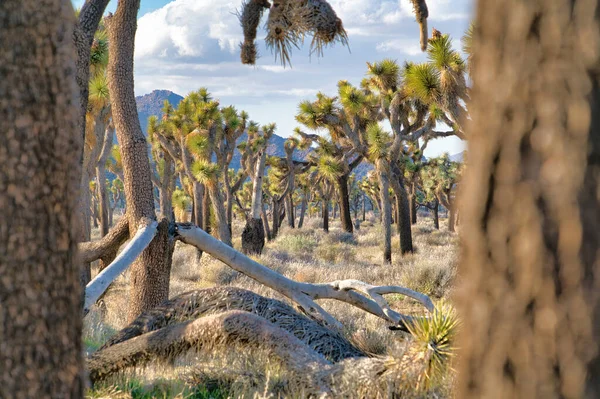 Joshua Tree Nationalpark Landschaft aus Grünland mit blühenden Josua-Bäumen — Stockfoto
