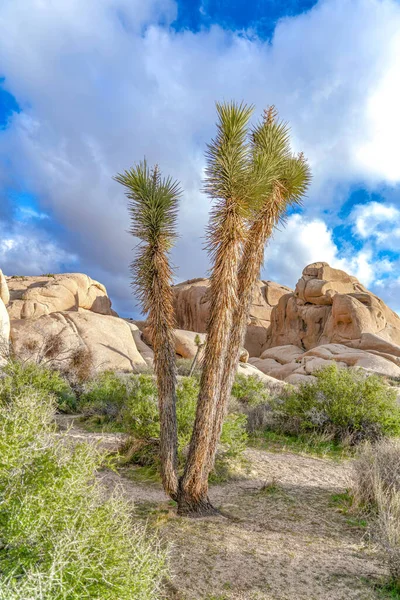 岩や曇り空に対するカリフォルニア州の乾燥した風景上のジョシュアツリー — ストック写真