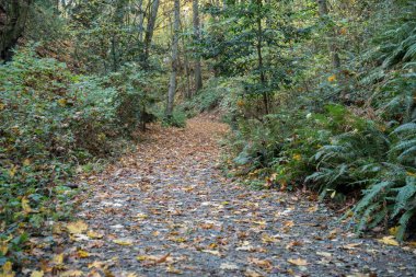 Tacoma, Washington 'daki ormanın ortasında bir patikada yapraklar.