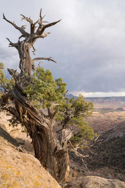 Suche drzewo na szczycie piaskowcowej góry w huraganie Mesa, Utah — Zdjęcie stockowe