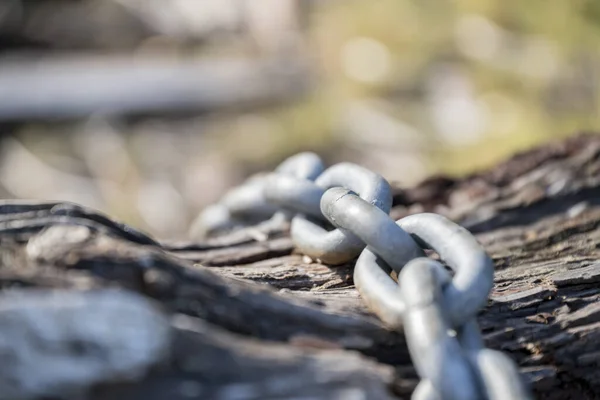 Cadena galvanizada por inmersión en caliente colocada en un tronco de árbol en Tacoma, Washington — Foto de Stock