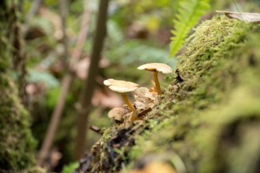 Tacoma, Washington 'da yosun kaplı bir yüzeyde yaban mantarları.