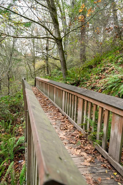 Jejak kayu di tengah hutan hijau di Tacoma, Washington — Stok Foto