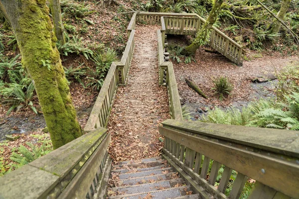 Washington 'daki bir derenin üzerindeki küçük bir köprüye çıkan tahta merdivenler. — Stok fotoğraf