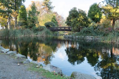 Washington 'da Tacoma' da otlarla dolu bir göletin üzerinde köprü.