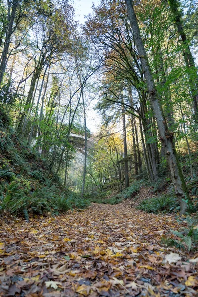 Trail in the middle of the woods in Tacoma, Washington