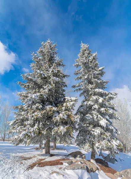 Dos pinos altos lado a lado al aire libre con un poco de nieve en el árbol — Foto de Stock