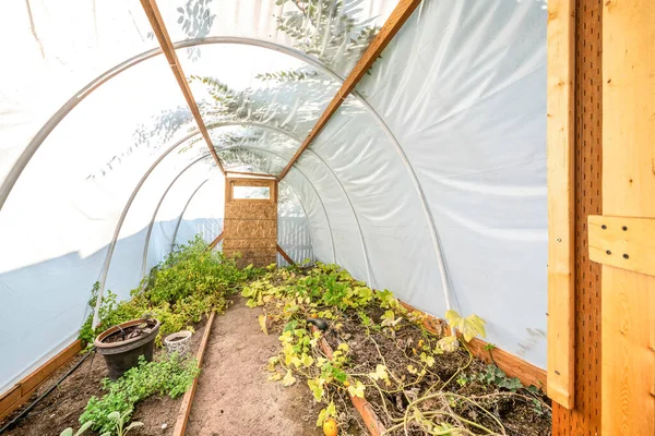 Inside an arched greenhouse with vegetables planted inside — Stock Photo, Image