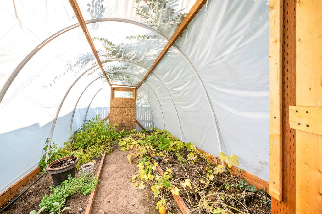 Inside an arched greenhouse with vegetables planted inside