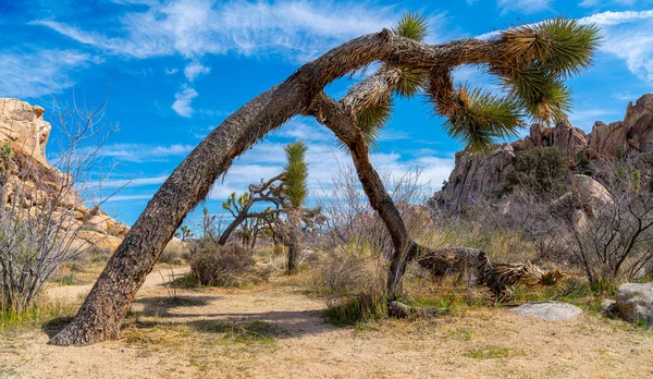 Arched joshua trees at National Park in California — Stock Photo, Image