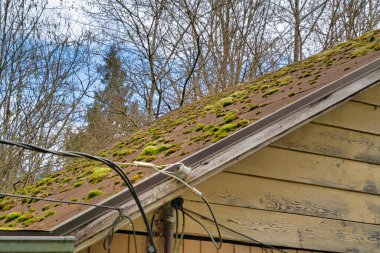 Roof of an old house with green algae against trees and sky in Washington State clipart