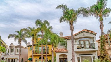 Yol boyunca uzanan Pano Şık evleri Long Beach manzaralı mahallelerinde palmiye ağaçlarıyla dolu.