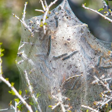 İpek çadırların altındaki tırtılları yakından gören Joshua Tree Ulusal Parkı.