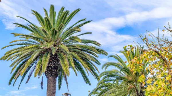 Pano Palm tree with lush green compound leaves in Huntington Beach California — Stock Photo, Image