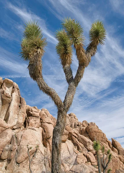 Pionowe drzewo Joshua lub palma yuccas przeciwko ogromnym skałom w Joshua Tree National Park — Zdjęcie stockowe