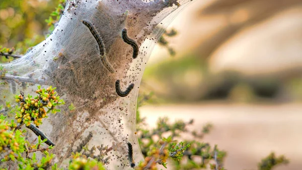 Комахи - пани з шовковими наметами в національному парку Джошуа у каліфорнійській пустелі. — стокове фото