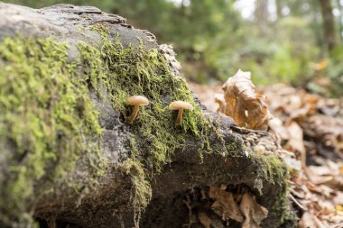 Tacoma, Washington 'da bir ağaç kabuğundaki yaban mantarının seçici odak noktası
