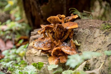 Ağaç gövdesindeki yaban sarı mantarların seçici odağı