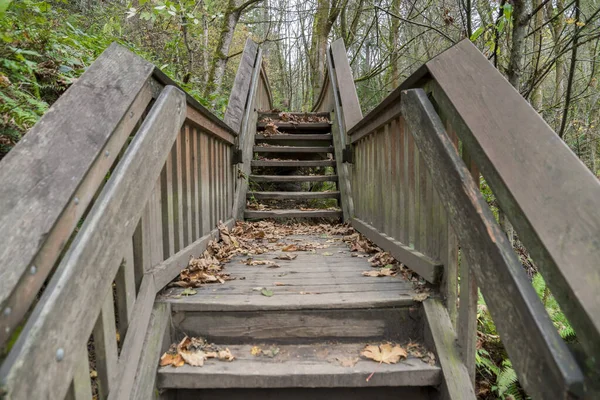 Escalera recta con rellano central y pasamanos en el bosque de Tacoma en Washington —  Fotos de Stock
