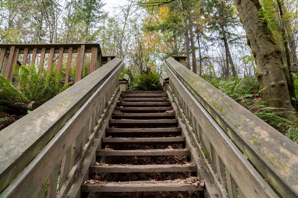 Escalera en medio de un bosque en Tacoma, Washington —  Fotos de Stock