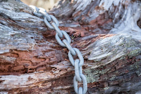 Closed up of a steel chain on a bark of a tree trunk — Stock Photo, Image